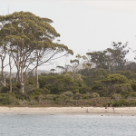 Tasmania in the Movie Lion