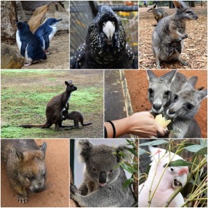 Things to Do in the Blue Mountains Featherdale Wildlife Park Sydney Australia