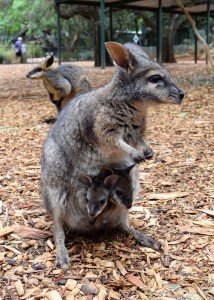 Things to Do in the Blue Mountains Featherdale Wildlife Park Sydney Australia