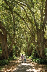 Adelaide Botanic Gardens South Australia