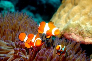 Photo: Clownfish