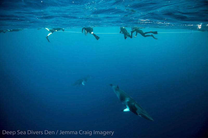 Divers with minke whale credit Deep Sea Divers Den Jemma Craig Imagery