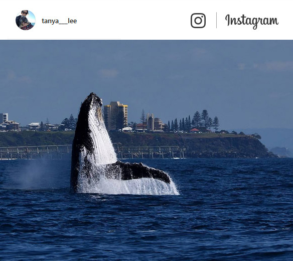 Whale Watching on Point Danger