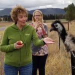 Feeding Emu in Australia