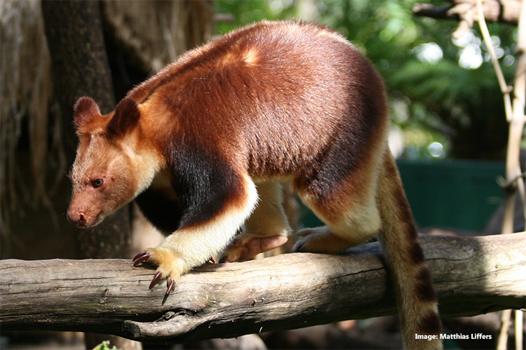 Goodfellow's Tree Kangaroo credit Matthias Liffers