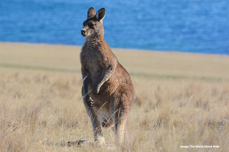 Kangaroo the Maria Island Walk, Tasmania credit The Maria Island Walk