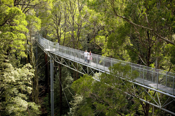 Otway Forest Park Adventures