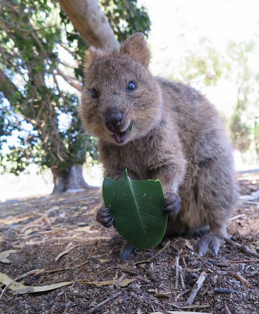 Quokka Smile