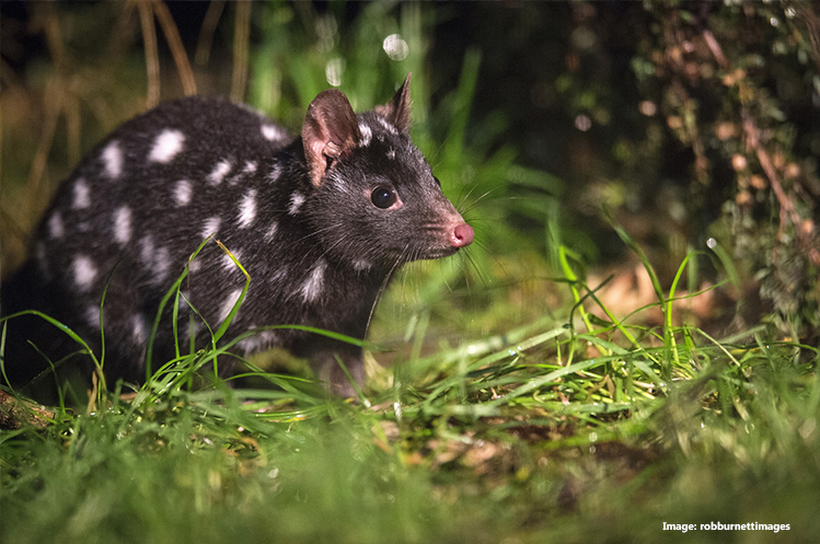 Spotted-tail Quoll at Cradle Tasmanian Devil Sanctuary, Cradle Mountain, TAS credit robburnettimages