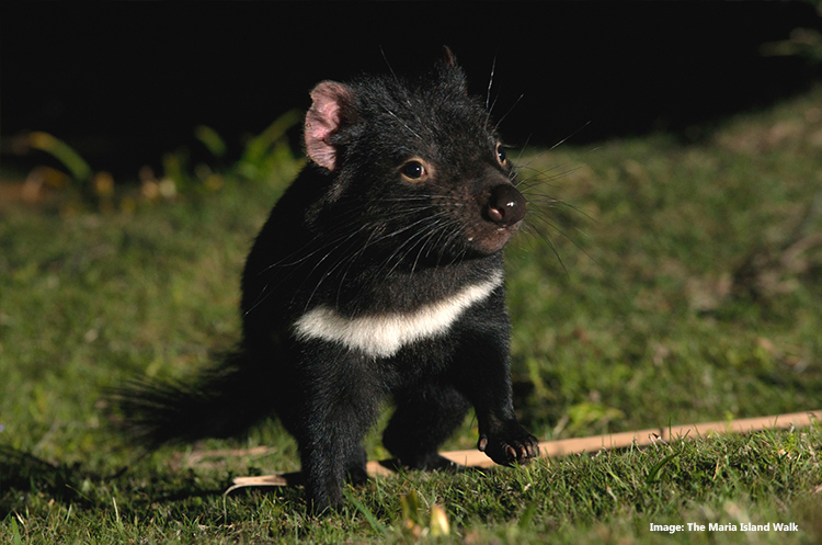 Tasmanian Devil in the Maria Island Walk, Tasmania credit The Maria Island Walk