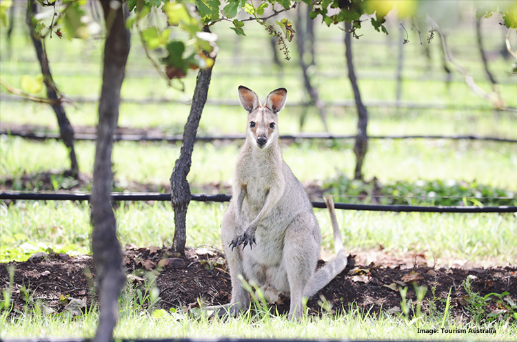 Wallaby in Dreamtime 2017, Brisbane credit Tourism Australia