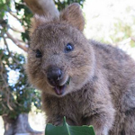 11 Unique Australian Animals