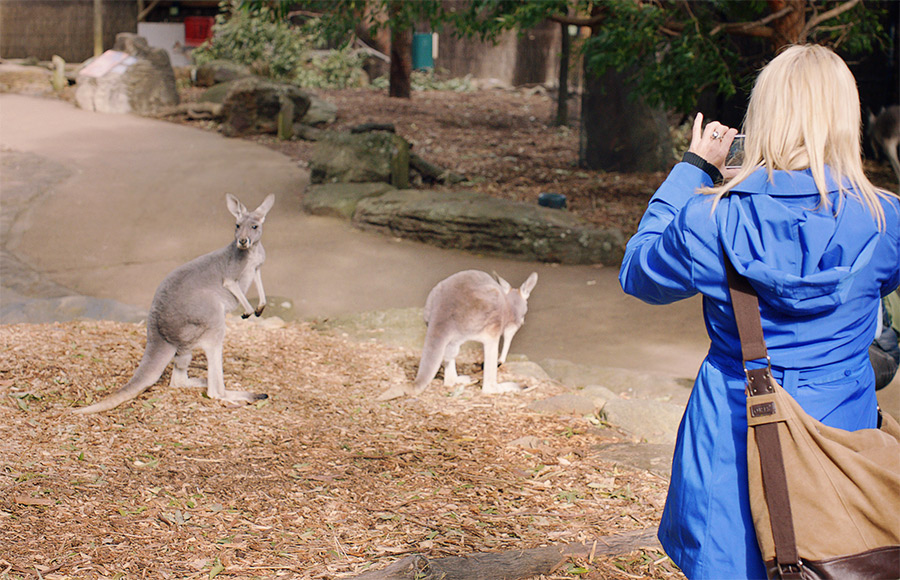 Kangaroos at Taronga Zoo on Australia Travel, Sydney credit Tourism Australia