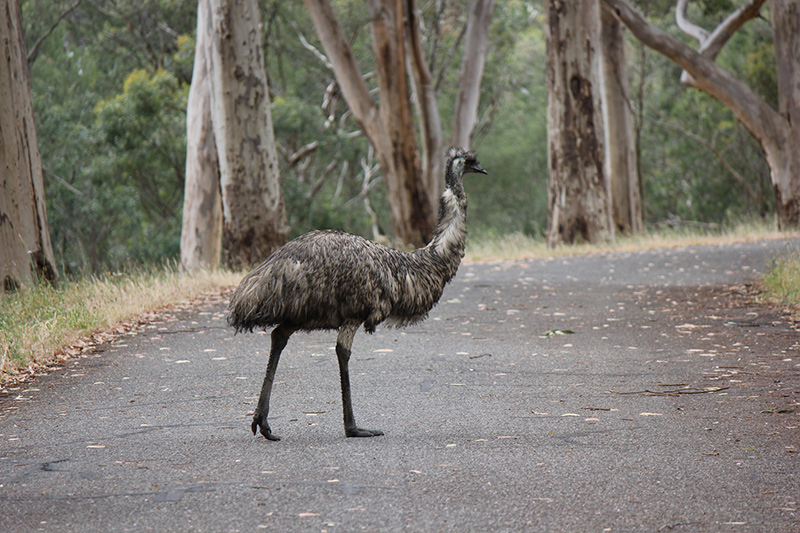 Emu