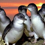 Phillip Island Penguins