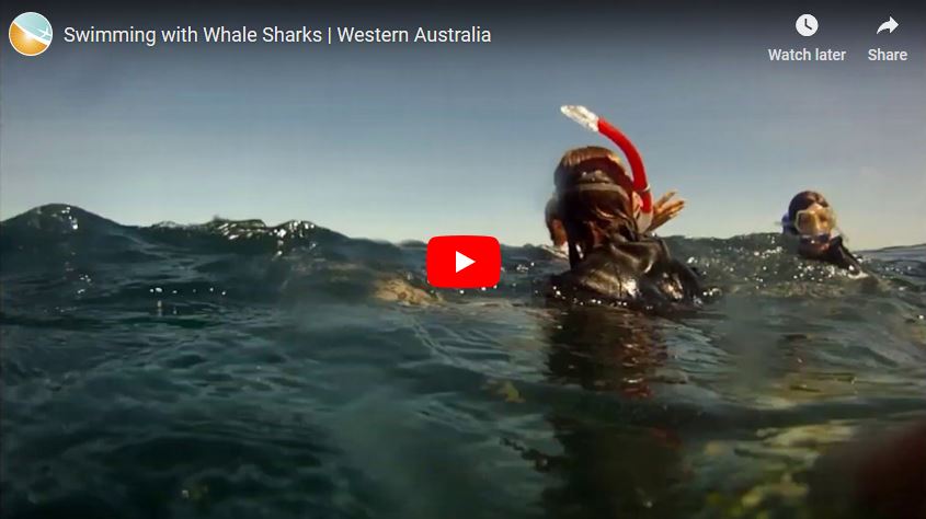 Swimming with Whale Sharks