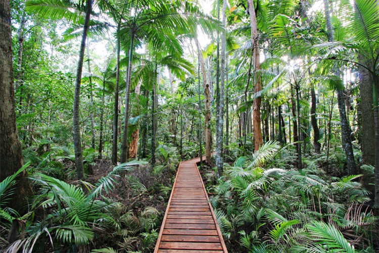 Cairns Botanic Gardens Rainforest Boardwalk credit CBG