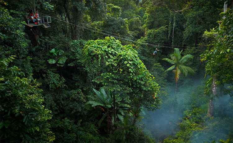 Cape Tribulation Jungle Surfing things to do in Cairns credit Tropical North Queensland