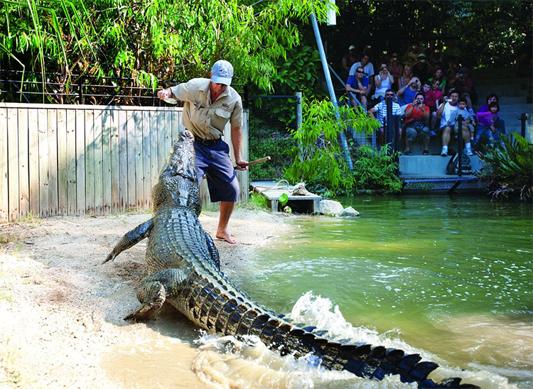 Hartleys Crocodile Adventures is things to do in Cairns credit HCA