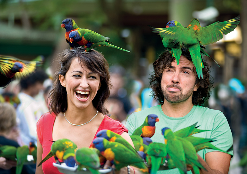 Currumbin Sanctuary Lorikeets credit Tourism and Events Queensland