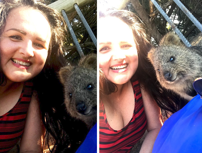 Rottnest Island Quokka Selfie