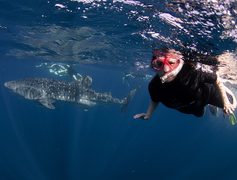 Swim with Whales Sharks in Western Australia