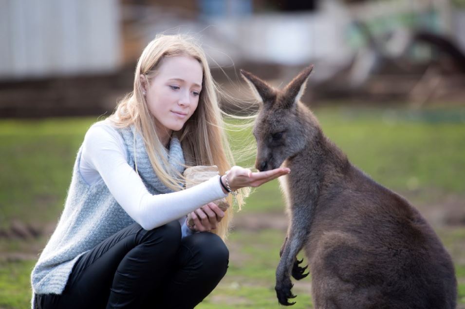 Bonorong Wildlife Sanctuary credit Tourism Tasmania Rob Burnett