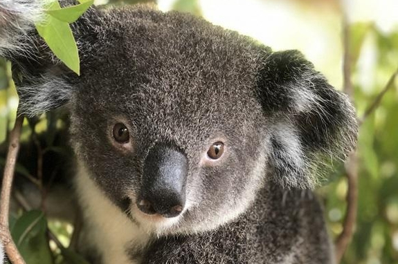 Koala at Australia Zoo