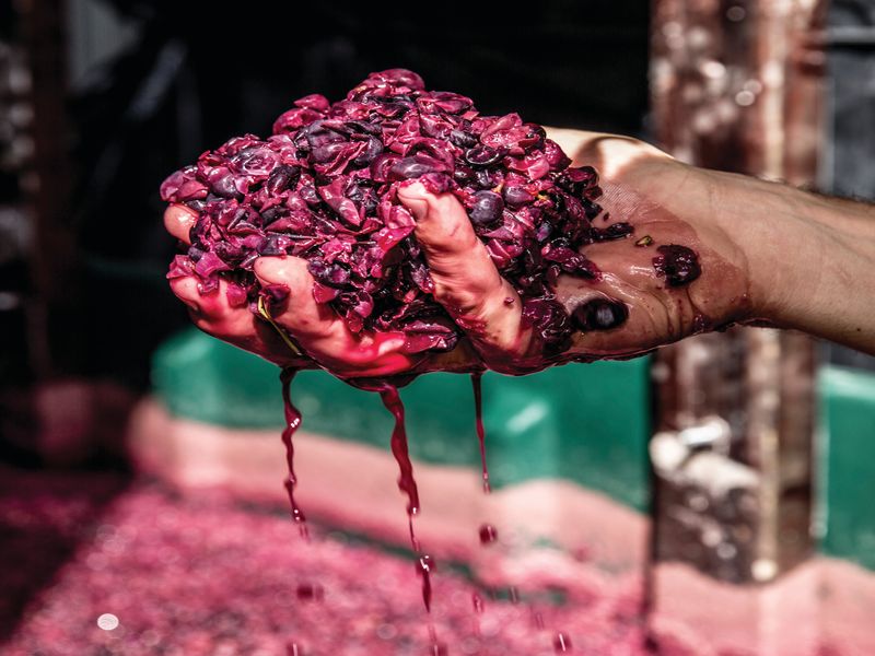 Close up of a hand holding fermented grapes at d'Arenberg Winery