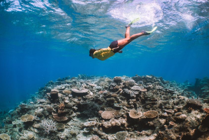 Snorkeler swimming at Mackay Reef, Great Barrier Reef