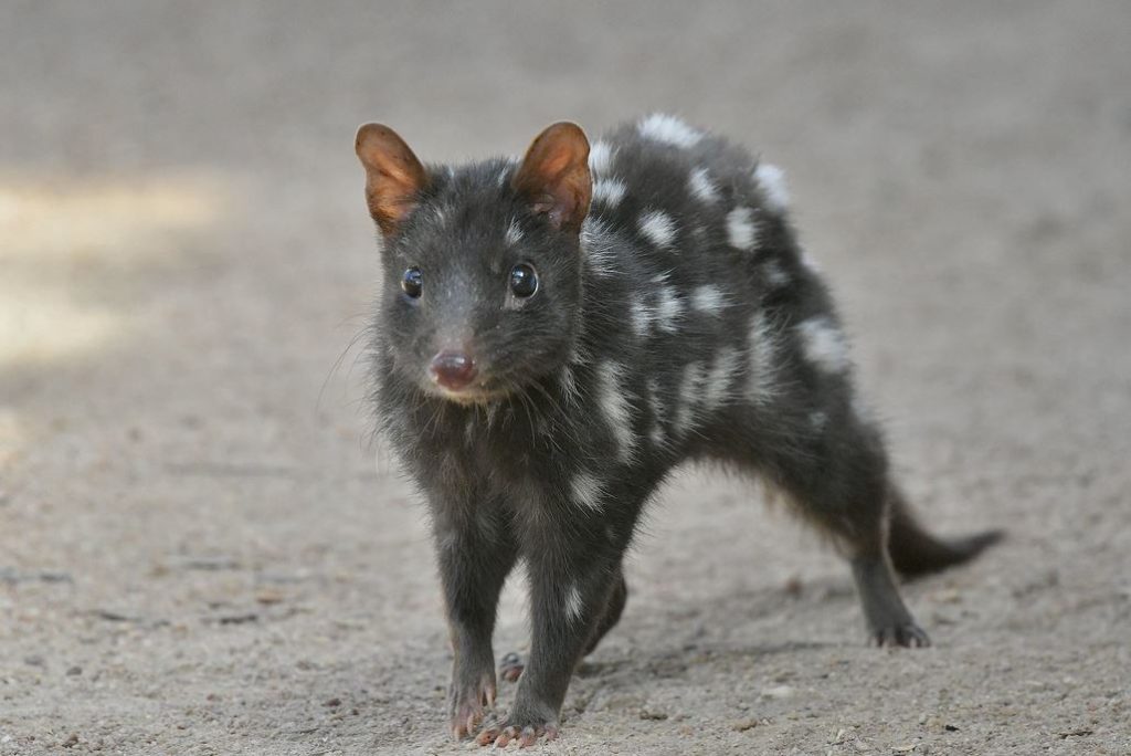 Eastern quoll