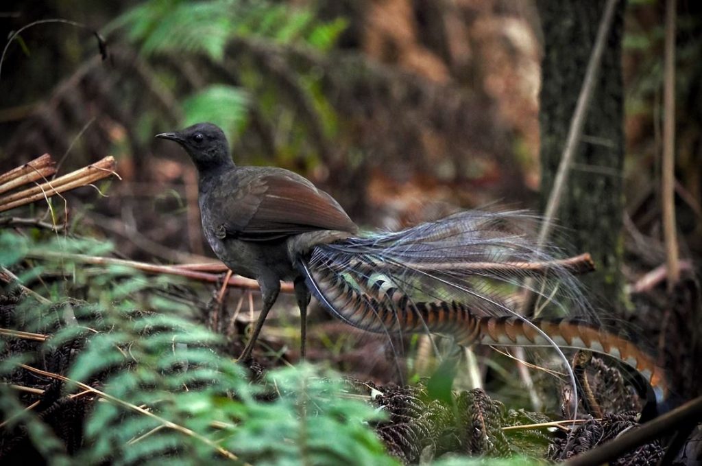 Lyrebird in Sherbrooke Forest