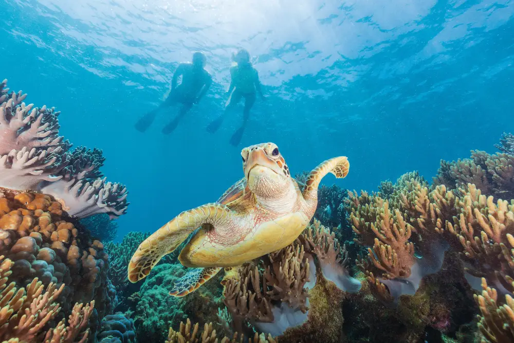 Snorkeling at Michaelmas Cay