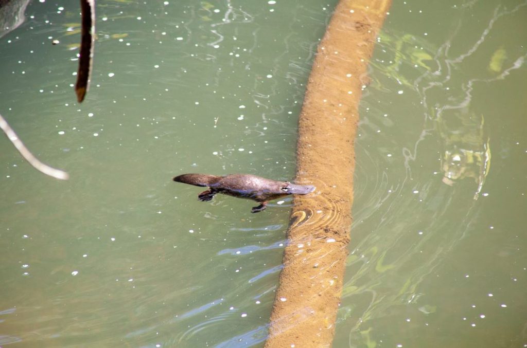 Platypus swimming in the wild