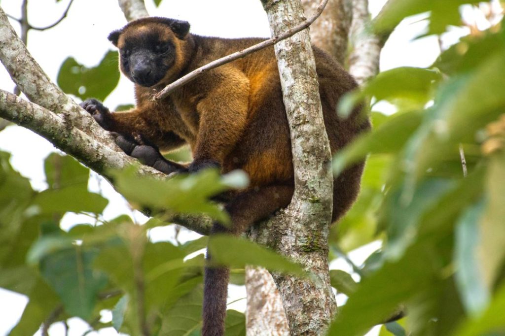 Tree kangaroo in tree lol